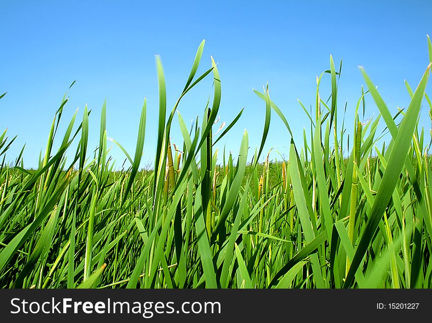 Green lush grass on a summer meadow