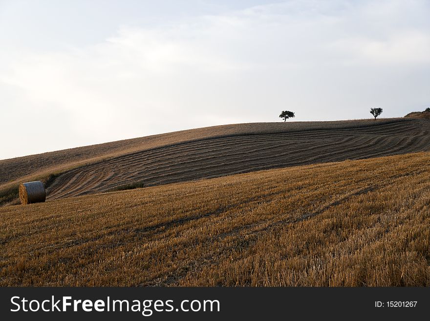 Fields cultivate to grain in campania italy. Fields cultivate to grain in campania italy