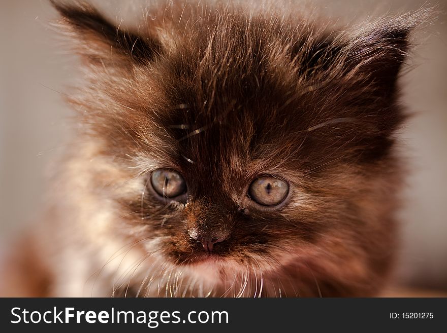 A nice Black kitten sitting and watching