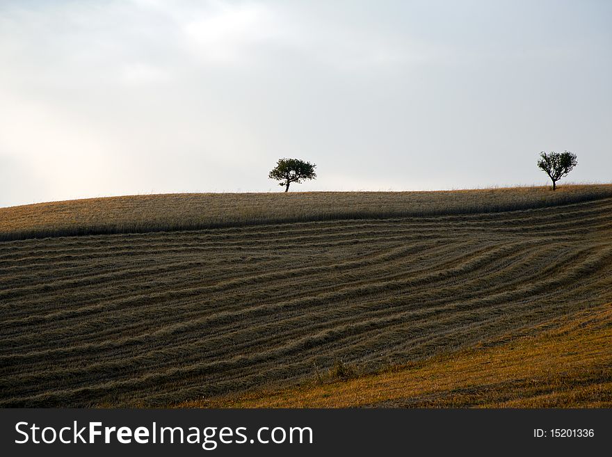 Tree and a Fields grain with bale