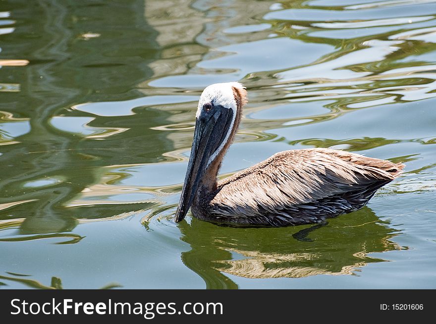 Lone pelican swimming in reflective water. Lone pelican swimming in reflective water