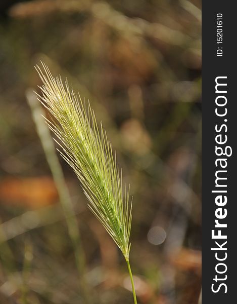 Strand of grass almost ready to seed. Strand of grass almost ready to seed.