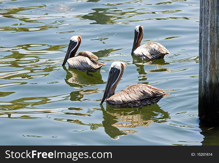 Group of pelicans swimming in ocean. Group of pelicans swimming in ocean