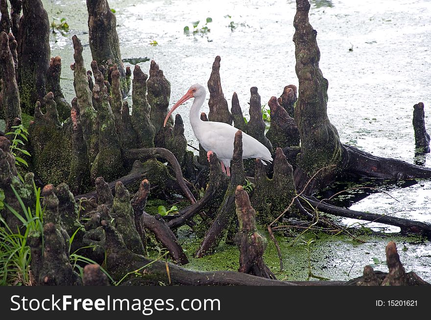 Lone White Bird standing in Tree Roots. Lone White Bird standing in Tree Roots