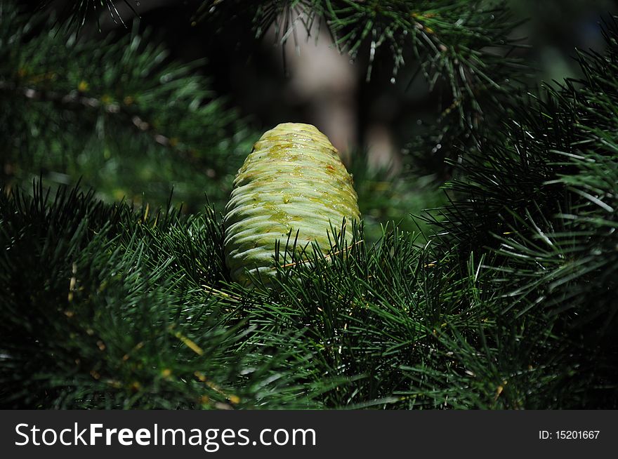 Green pine cone nestled amongst pine leaves and branches, covered in resin.