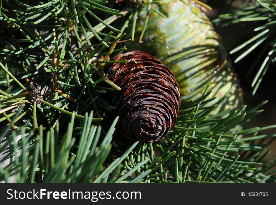 Brown pine cone nestled amongst pine leaves and branches, covered in resin. Green pine cone can be seen in background