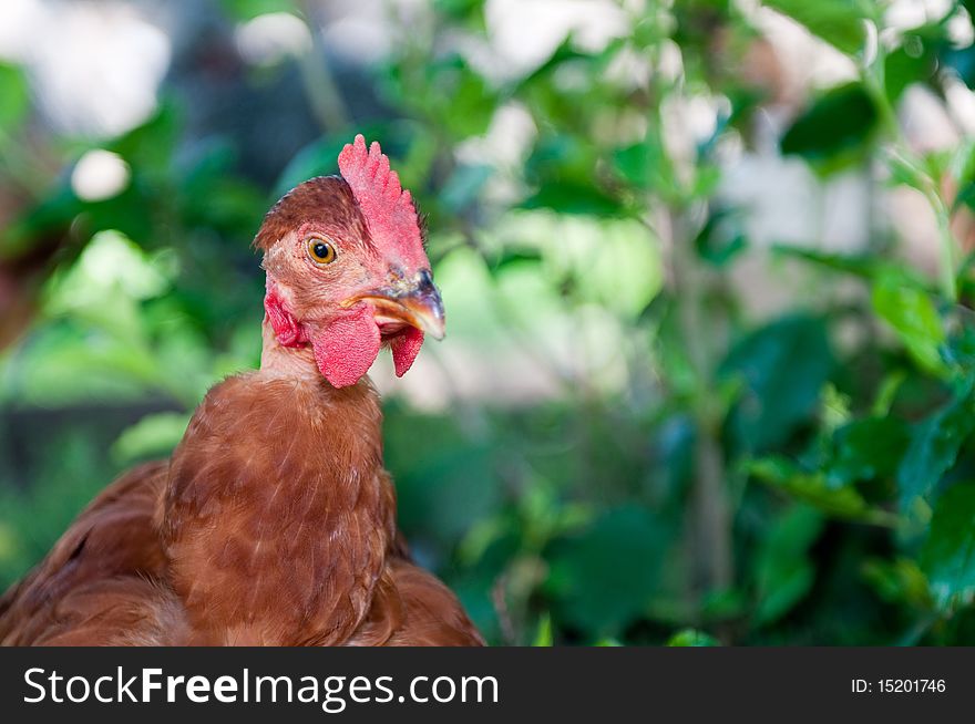 Hen isolated on a blured background. Hen isolated on a blured background