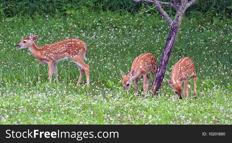 3 Whitetail Deer Fawns Grazing. 3 Whitetail Deer Fawns Grazing