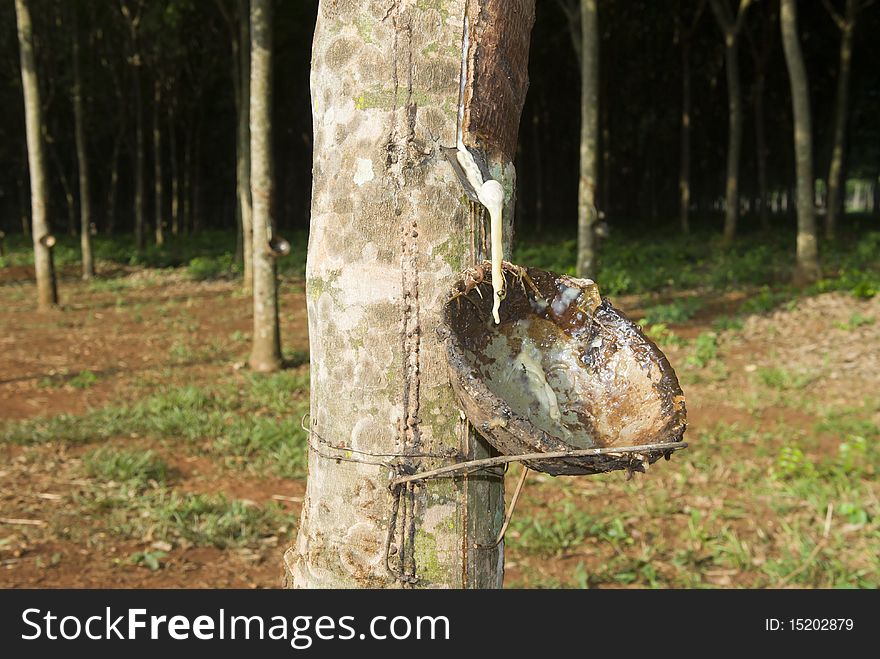 Rubber tree in a grove. Rubber tree in a grove