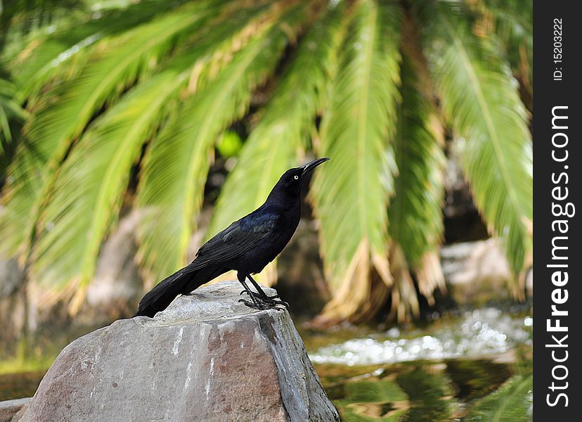 A blackbird sitting on the stone