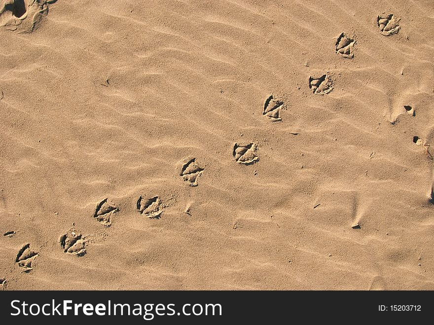 A path of sea gull prints on the beach. A path of sea gull prints on the beach