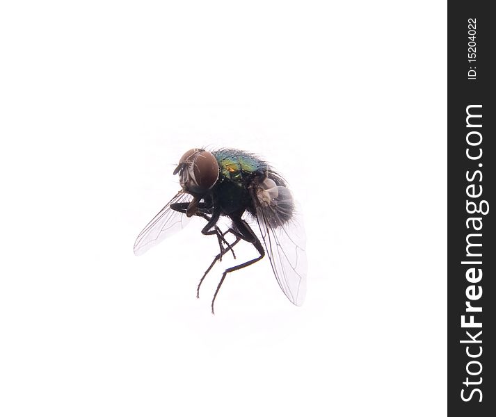 Shot of a flying insect