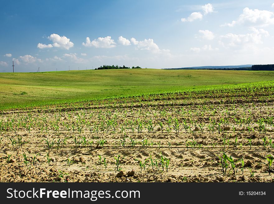 Corn growing in the field