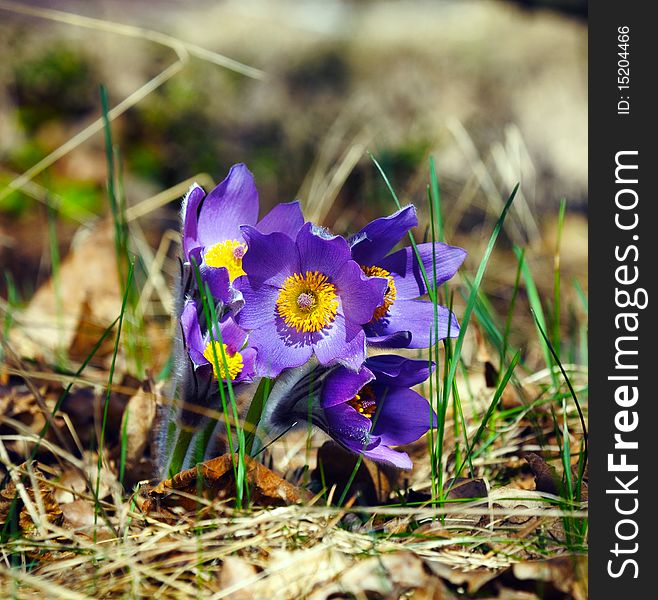 Blue pasqueflower in spring forest