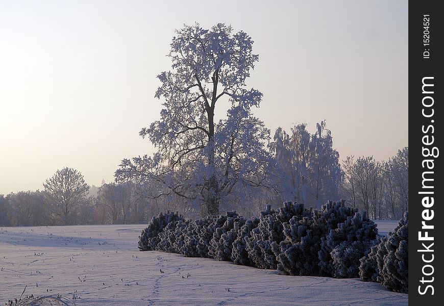 Frozen trees in winter on Latvia