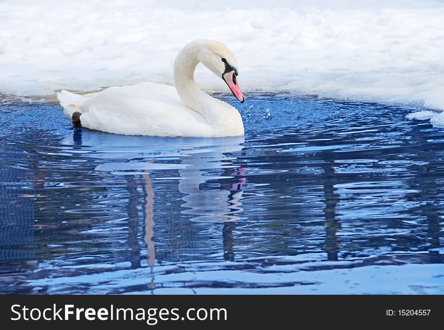 One swan swimming on lake