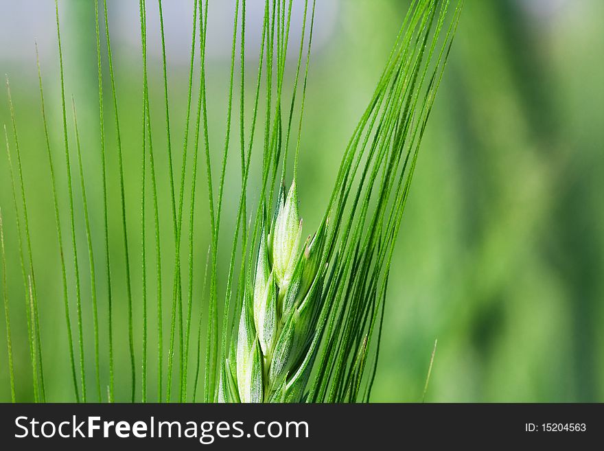 Ear green (unripe) wheat, photographed close up (macro). Ear green (unripe) wheat, photographed close up (macro)