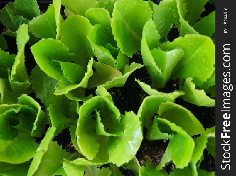 Green leaves of lettuce