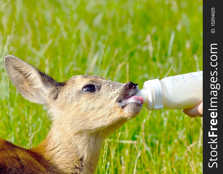 Young cute deer drinks milk