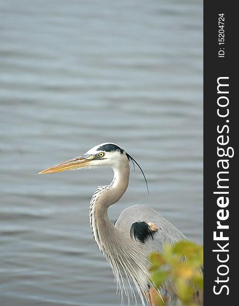 A great blue heron in breeding plumage.