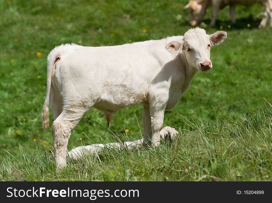 A yopung calf in a prairie