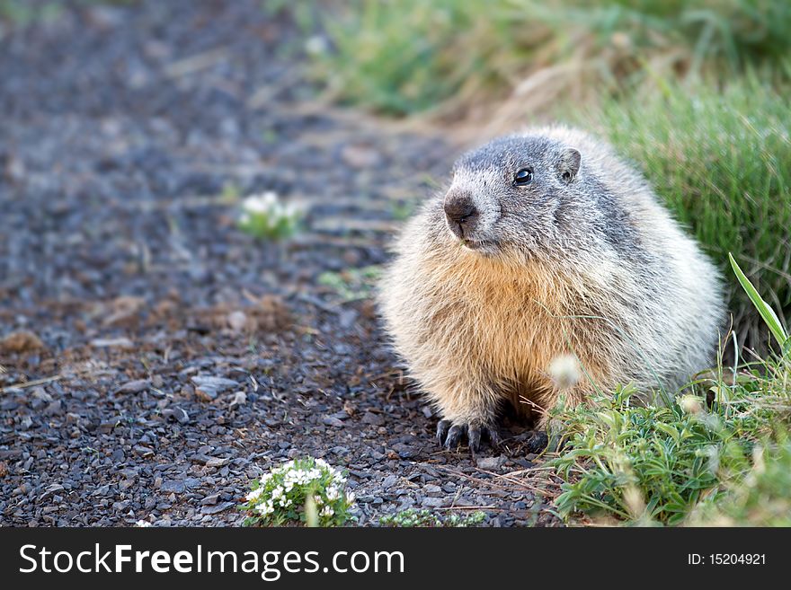 Marmot in the alps - Wildlife picture