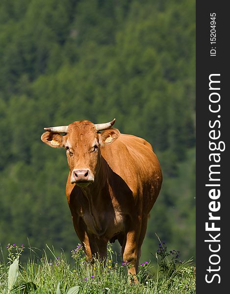 Cow grazing in a prairie. Cow grazing in a prairie