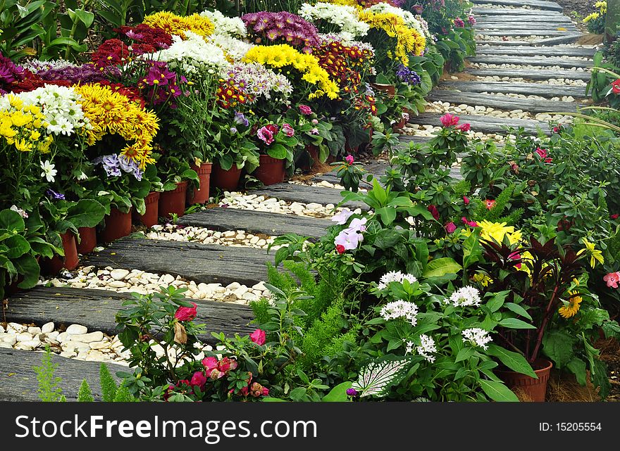 Colorful flowers on the garden. Colorful flowers on the garden