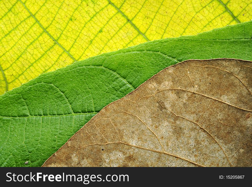 Three generation of leaves texture. Three generation of leaves texture