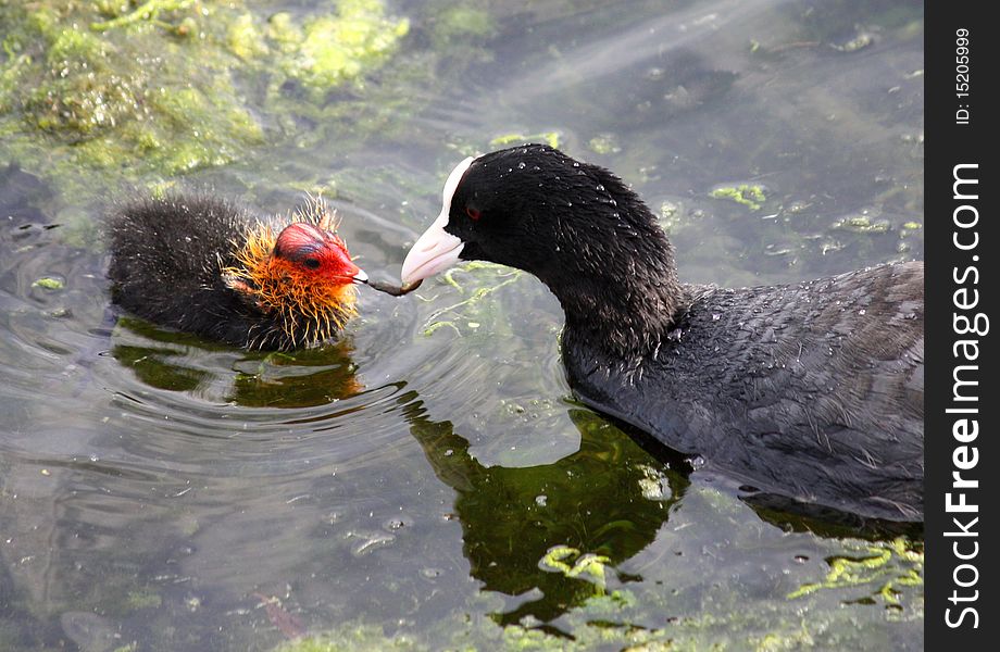 Coot with Chick.