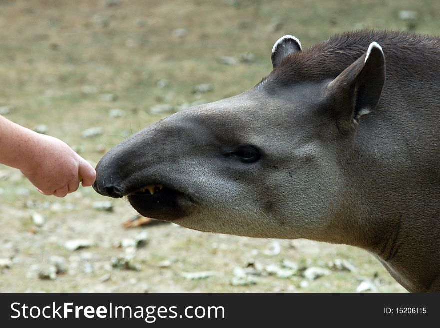 Baby hand feeding tapir in the ZOO