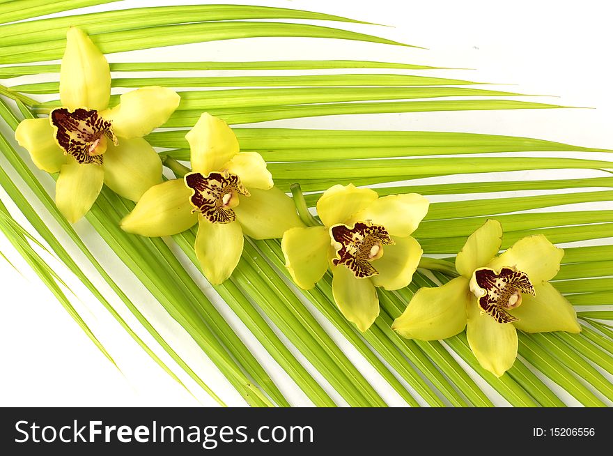 Blossom yellow orchid on palm leaf. Blossom yellow orchid on palm leaf
