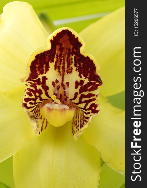 Center of yellow orchid-close up