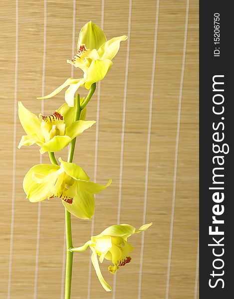 Tropical spa-a branch of yellow orchid