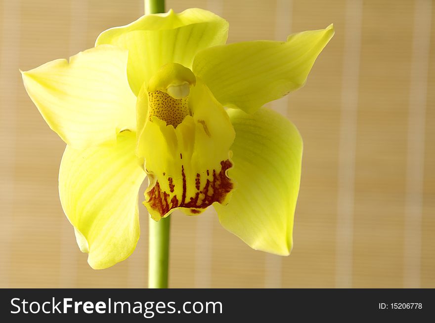 Flower of yellow orchid on mat