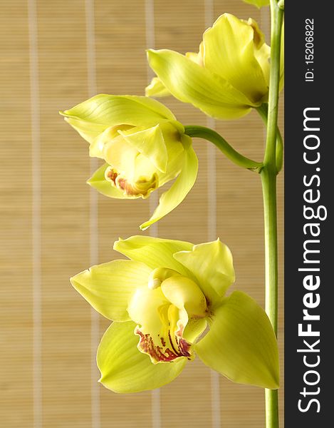 An elegant yellow orchid on mat