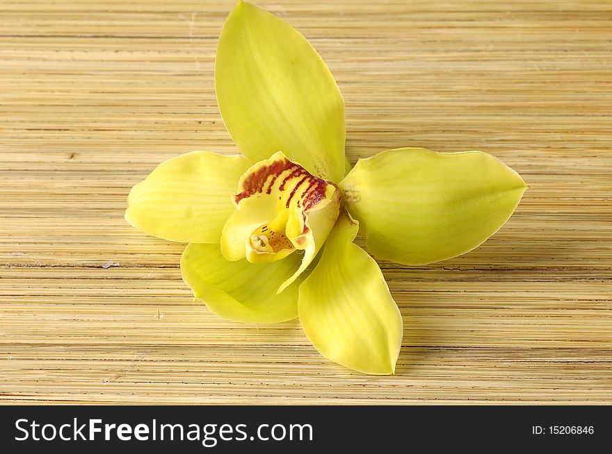 An elegant yellow orchid on mat