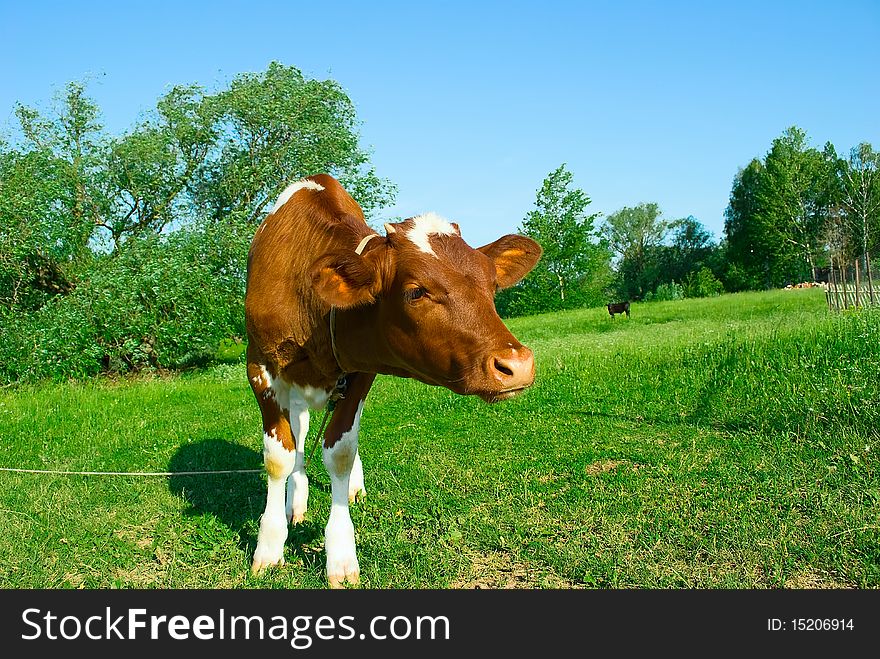 The Calf, grazes on tether, in field, on back plan grove. The Calf, grazes on tether, in field, on back plan grove.