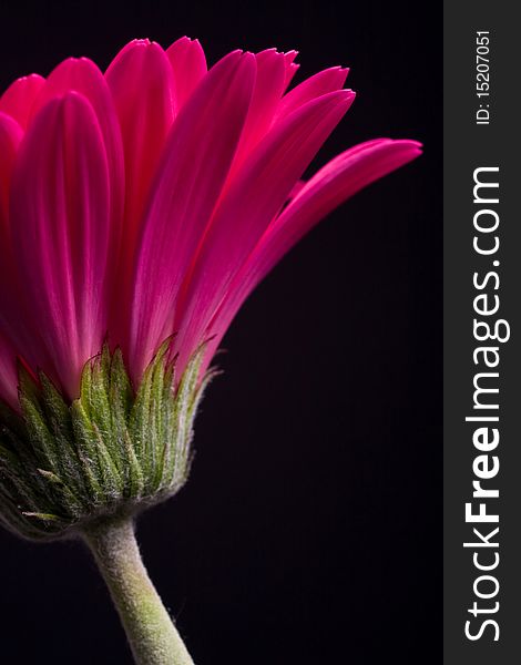 Pink Gerbera against a black background