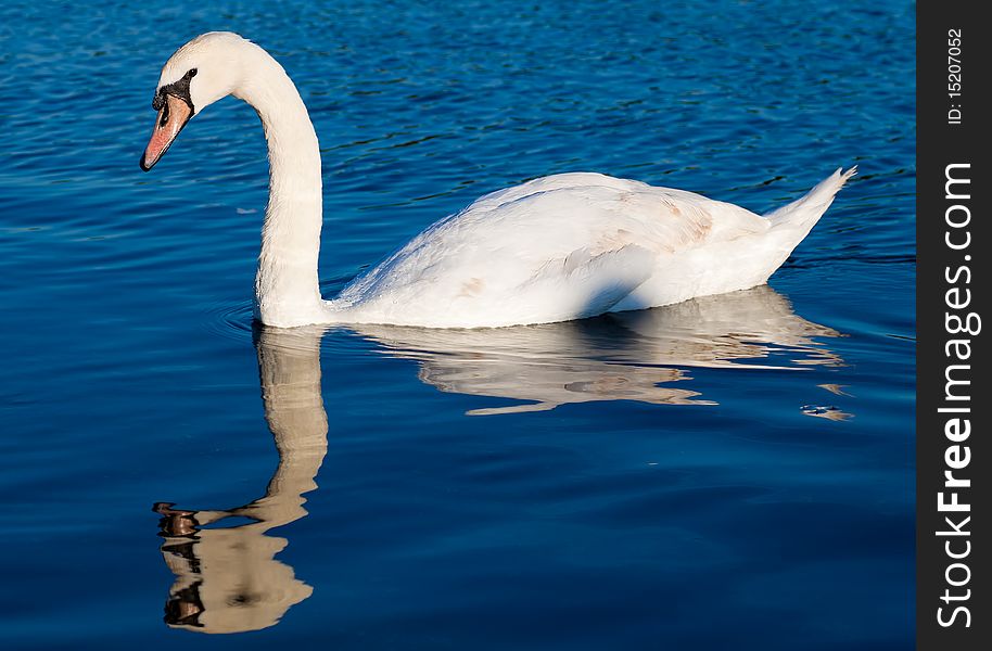 Swan swimming in a clear blue lake