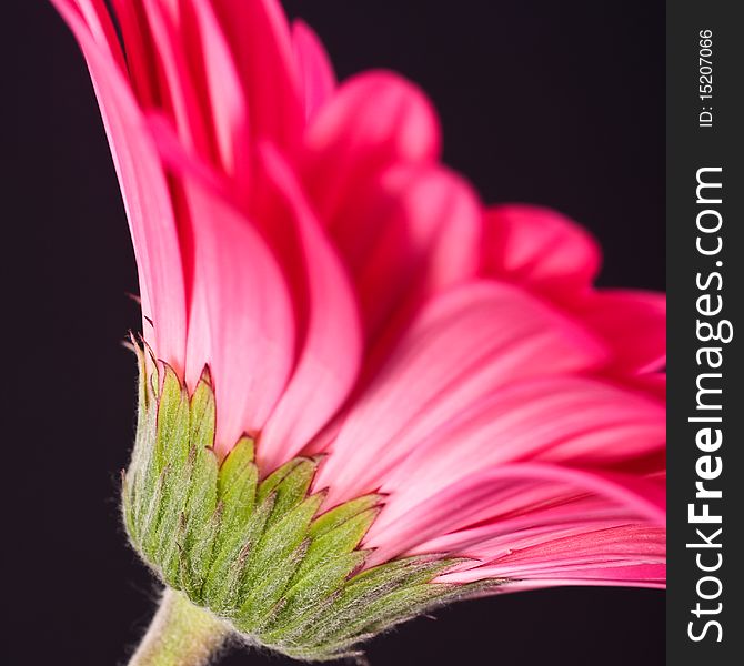 Pink Gerbera against a black background