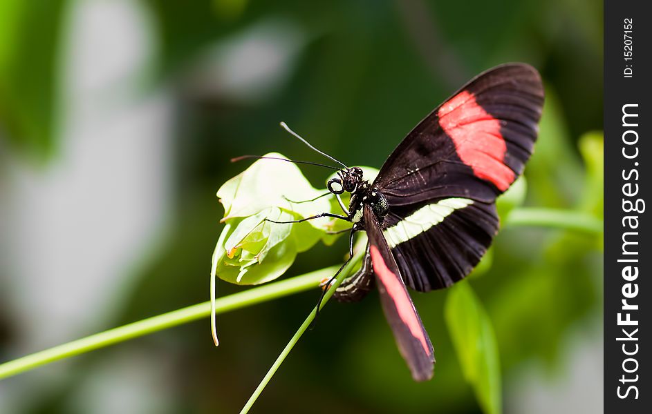 Black butterfly with red stripes on a  leaf