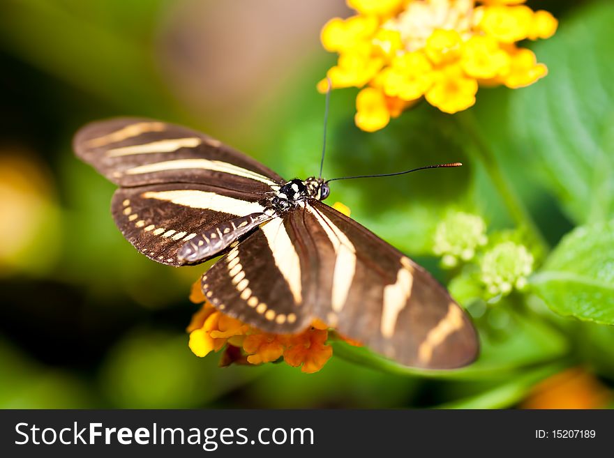 Beautiful butterfly on a small yellow flower