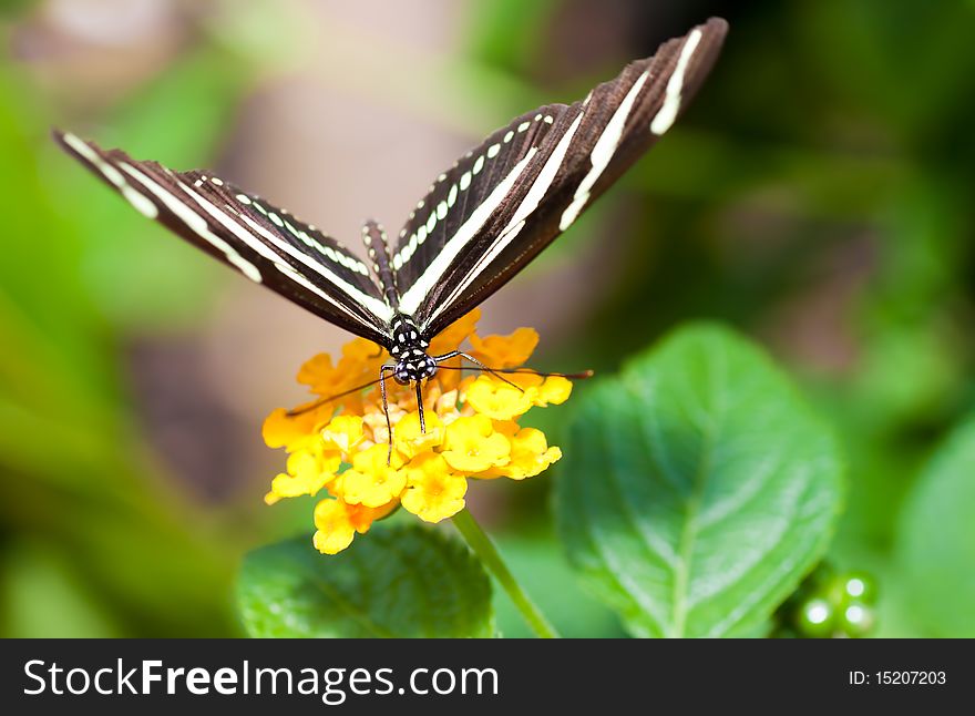 Beautiful Butterfly On A Small Yellow Flower