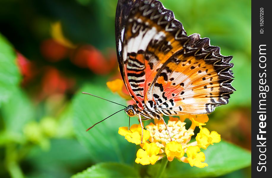 Orange butterfly on a small yellow flower. Orange butterfly on a small yellow flower