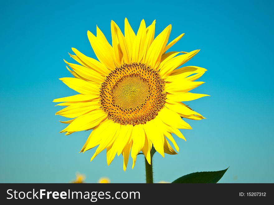 Sunflowers growing in a field