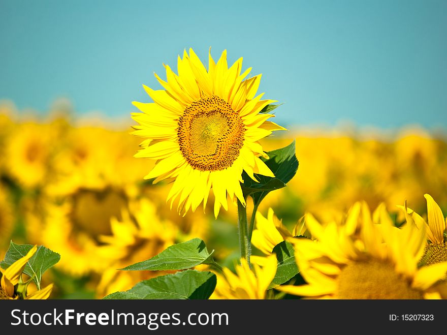 Sunflowers growing in a field