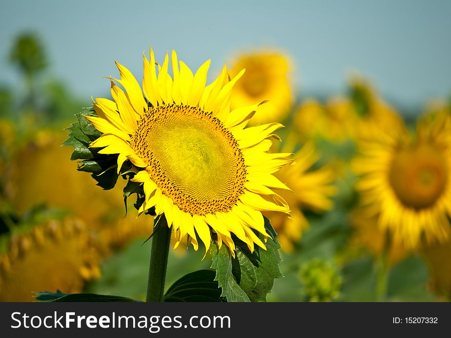 Field of sunflowers with the cloudy skies