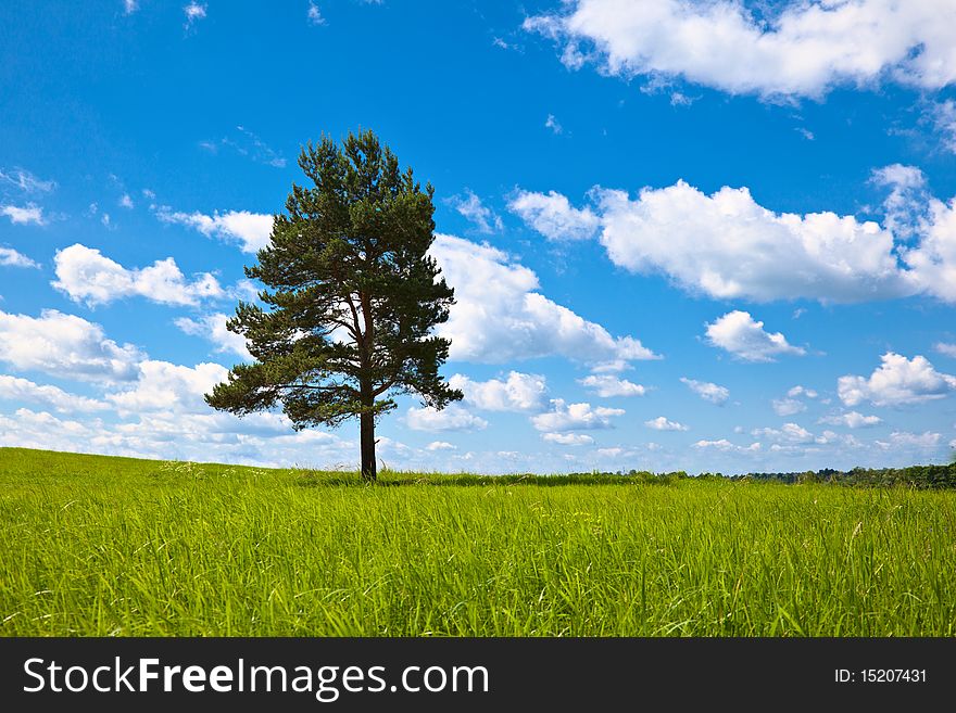 Alone tree in field under blue sky. Horizontal orientation