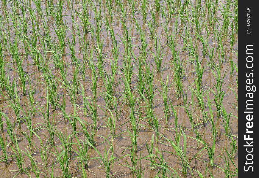 New bloom rice field in late Spring